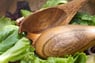 Acacia Wood Round Flared Bowl, 12" x 4", with 12" Salad Servers