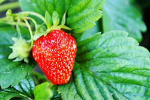 1248980_strawberries