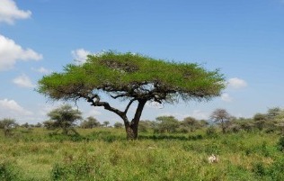Acacia tree is sustainable