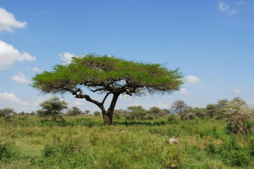 Acacia wood tree